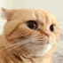 cat emote for Discord