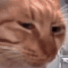 cat emote for Discord