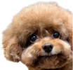 mulchmaxxing emote for Discord