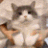 CatDancing emote for Discord