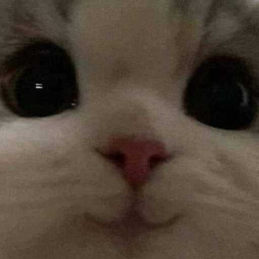 Cat_Cute emote for Discord