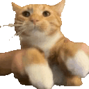 Cat_keyboard emote for Discord