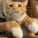 Cat_keyboard emote for Discord