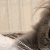 cat1 emote for Discord