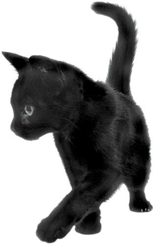 BlackCat emote for Discord