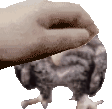 PetPet_wetowl emote for Discord