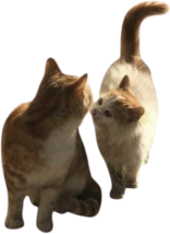 two_cats emote for Discord