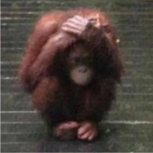 monkeysad emote for Discord
