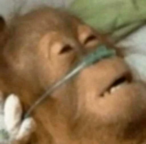 monkeyhelp emote for Discord