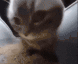 ChipiChapa emote for Discord