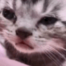 catcry animated emote