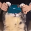 cat_dance emote for Discord