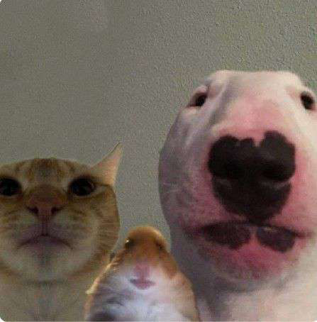 dogcathhamster emote for Discord