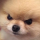Mad_Dog emote for Discord