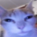 Goofy_cat_stare emote for Discord