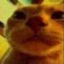 Orange_Cat_stare emote for Discord