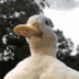 FlowerDuck emote for Discord