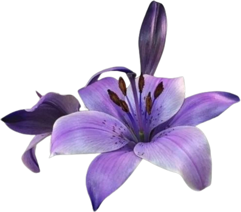 Purpleflower emote for Discord