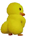 duck_shaking emote for Discord
