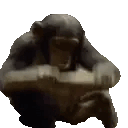 Monkey emote for Discord