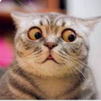 cat emote for Discord
