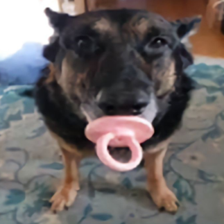 Dog emote for Discord
