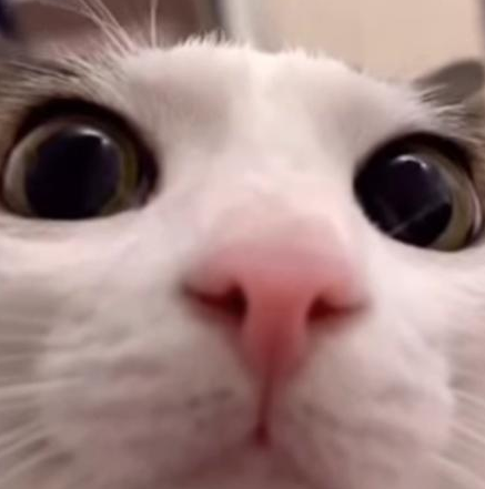 Cat_mem222 emote for Discord