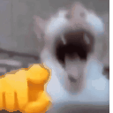 CatLaugh emote for Discord