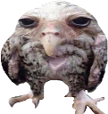 Wet_Wide_Owl emote for Discord
