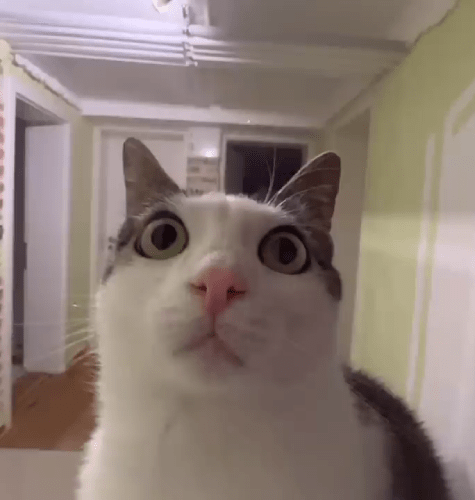 Luna_shocked emote for Discord