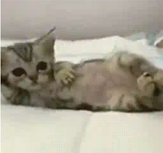 Meoww emote for Discord