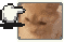 yellingcatlmao emote for Discord