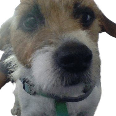 Ryderdog emote for Discord