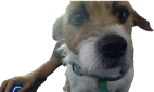 Gamerdog emote for Discord