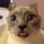 ForAnimeStrikerByAkira emote for Discord