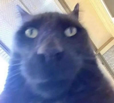 ok_cat_stare emote for Discord