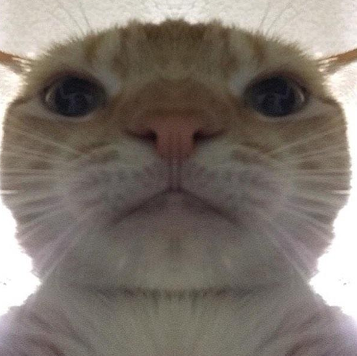 close_up_cat emote for Discord