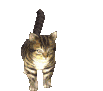 cat_spin emote for Discord