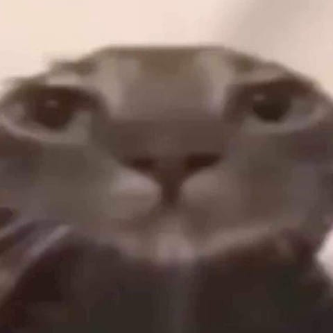 Cat_Bruh emote for Discord