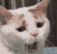 Catired emote for Discord