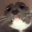 Cat21 emote for Discord