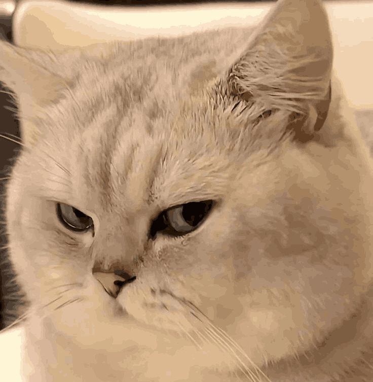 SideeyeCat static emote