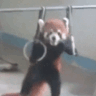 Red_Panda_Swole emote for Discord