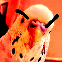 Angry_Birb emote for Discord