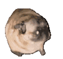 pug_dance emote for Discord