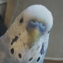 Birb emote for Discord