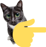 pointingrightcat emote for Discord