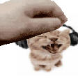 catpet emote for Discord