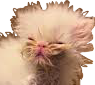 Whisp emote for Discord