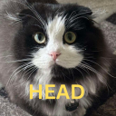Dhe3d emote for Discord